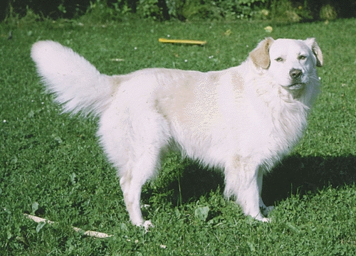 Atlasz-hegységi kutya