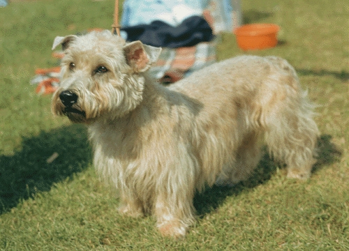 Glen of Imaal terrier