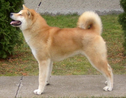 Akita