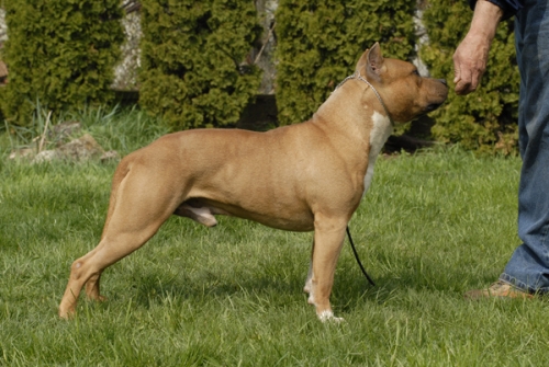 Amerikai staffordshire terrier