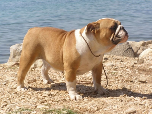 Angol bulldog