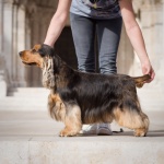 Angol cocker spániel - Forrás: La Scale kennel