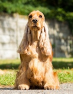 Angol cocker spániel - Forrás: La Scale kennel