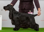 Angol cocker spániel - Forrás: La Scale kennel