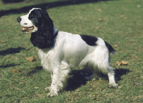 Angol cocker spániel