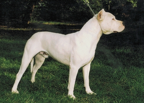 Argentin dog