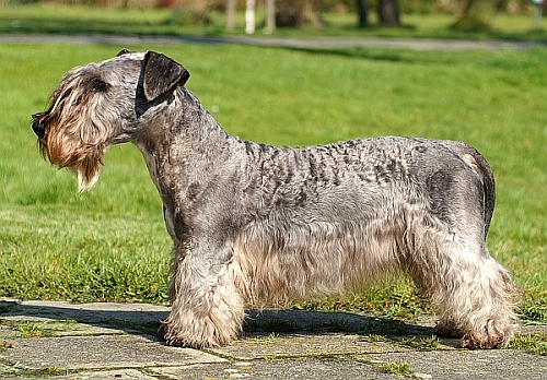 Cseh terrier