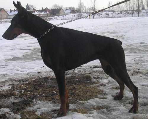 Dobermann