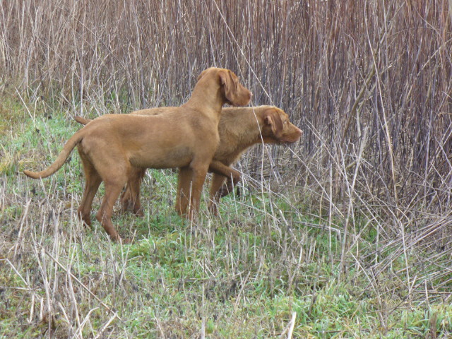 magyar vizsla tenyésztők 2018