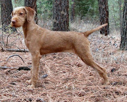 Drótszőrű magyar vizsla kennel