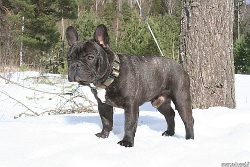 Francia bulldog