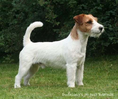 Jack Russell terrier