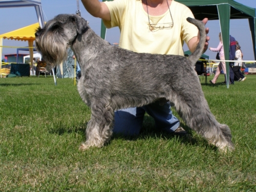 Közép schnauzer