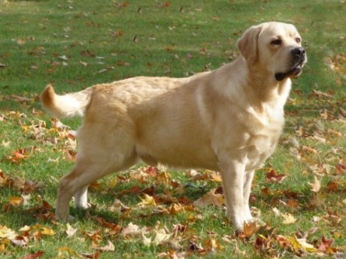 Labrador retriever