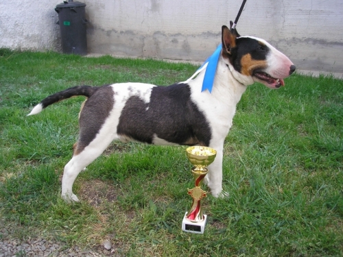 Miniatűr bullterrier