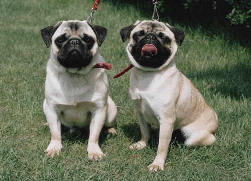 Mopsz