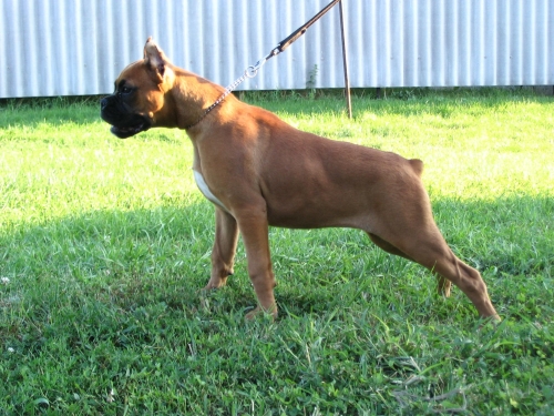 Német boxer