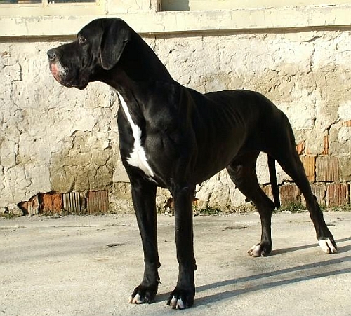 Német dog