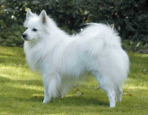 Német közép spitz
