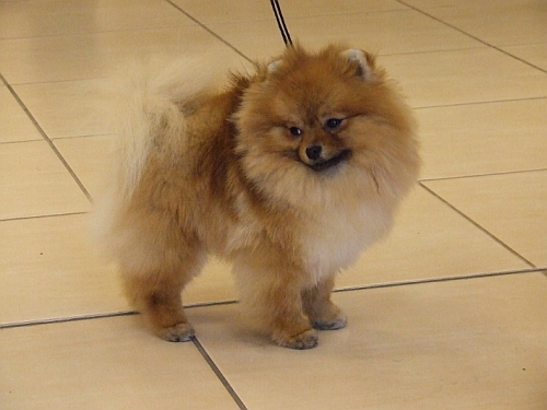 Pomerániai törpespitz