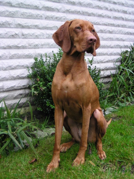 Rövidszőrű magyar vizsla színek vörösbarna