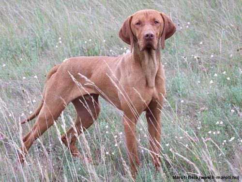 Rövidszőrű magyar vizsla színek vörösbarna