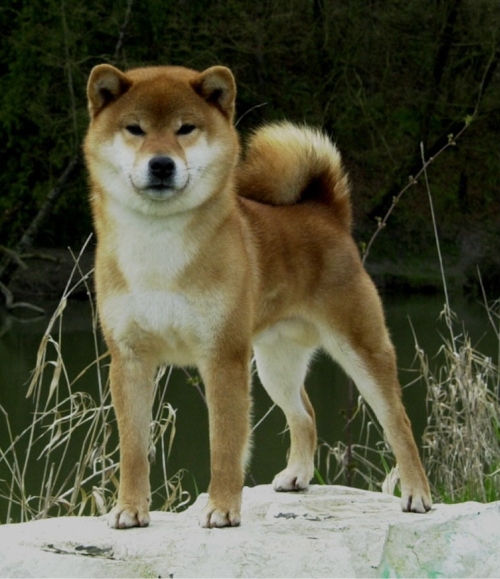 Shiba