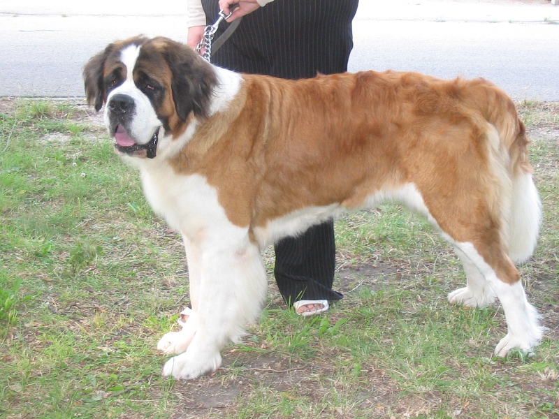 Szent Bernathegyi Kutya St Bernhardshund Bernhardiner Kutya Tar