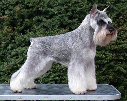 Törpe schnauzer