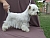 West Highland White terrier