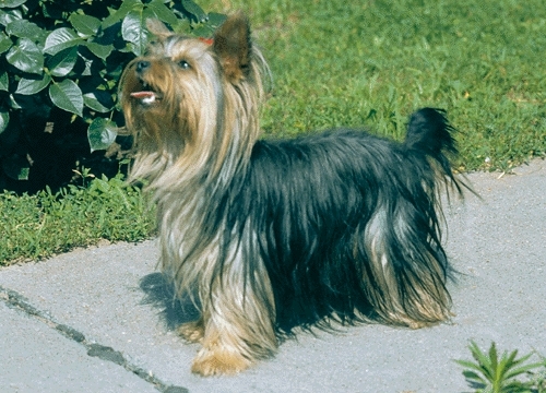 Yorkshire terrier