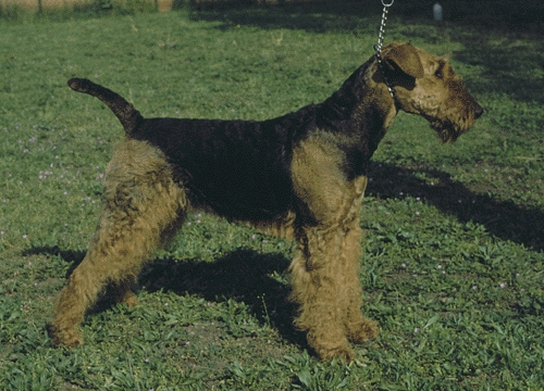Airedale terrier
