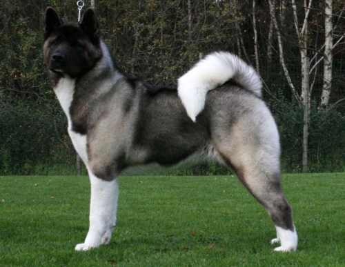 Amerikai akita