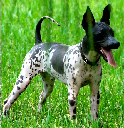 Amerikai kopasz terrier