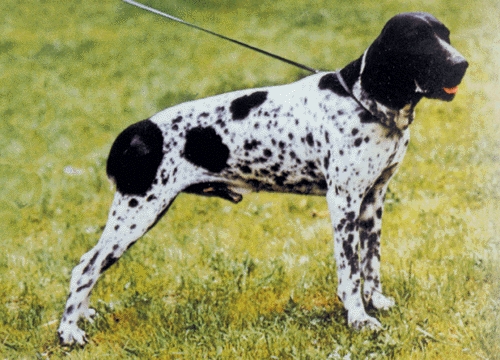 Ariége-i vizsla