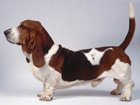 Artois-i basset