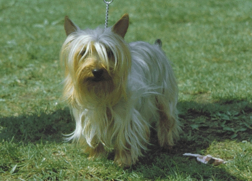 Ausztrál selyemszőrű terrier