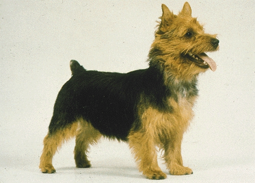 Ausztrál terrier