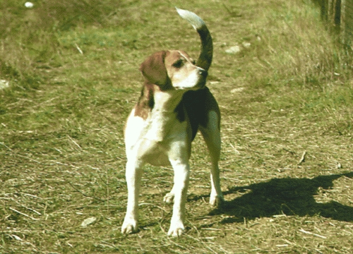 Beagle harrier