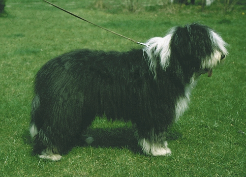 Bearded Collie