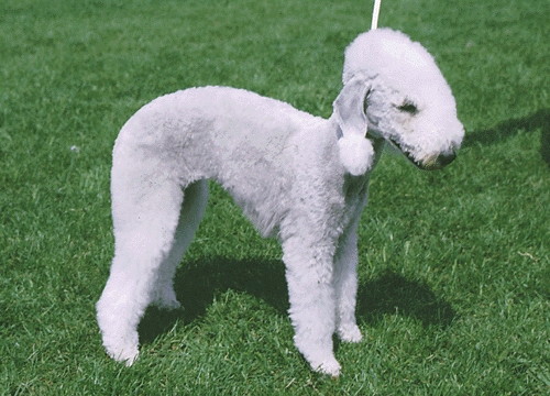 Bedlington terrier