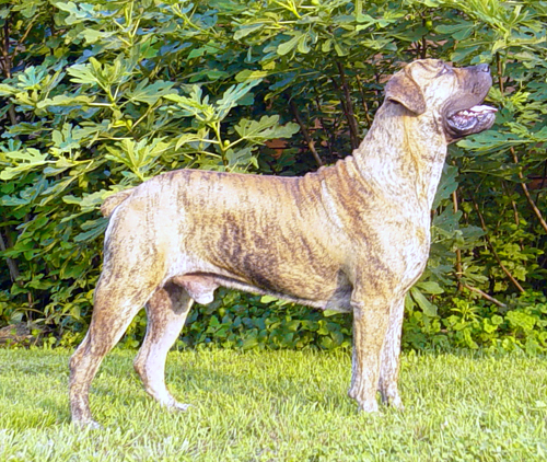 Boerboel