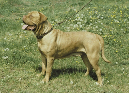 Bordeauxi dog