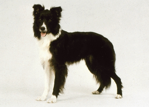 Border collie