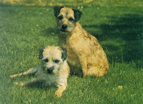 Border terrier