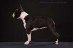 Boston terrier - Forrás: Absolutely Cosmopolitan Bostons