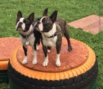 Boston terrier - Forrás: Absolutely Cosmopolitan Bostons