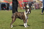Boston terrier - Forrás: Absolutely Cosmopolitan Bostons