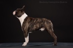 Boston terrier - Forrás: Absolutely Cosmopolitan Bostons
