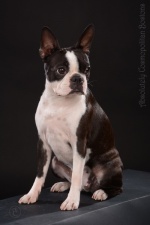 Boston terrier - Forrás: Absolutely Cosmopolitan Bostons